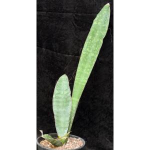 Sansevieria sp. (Lake Baringo, Kenya) 2-gallon pots