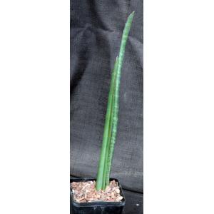 Sansevieria stuckyi (McConville 165) 5-inch pots
