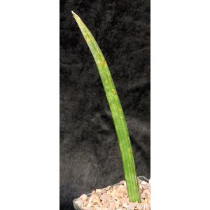 Sansevieria stuckyi (McConville 165) 5-inch pots