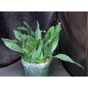 Sansevieria subspicata 8-inch pots