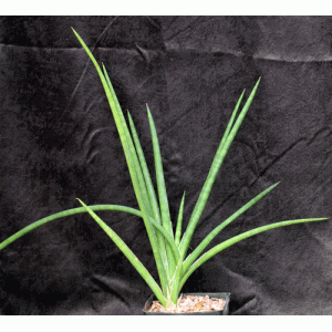 Sansevieria suffruticosa (Bittata Rocks, Ethiopia) one-gallon po