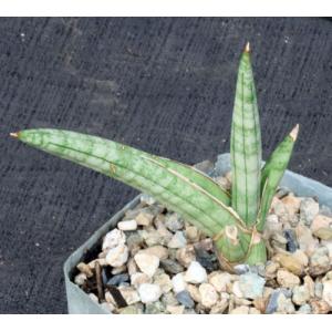 Sansevieria suffruticosa ssp. argentiofolia (Bhitala 1071) 5-inc