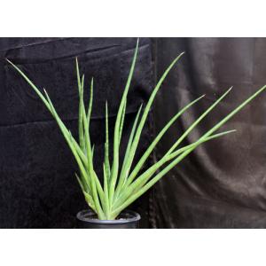 Sansevieria suffruticosa (Bittata Rocks, Ethiopia) 3-gallon pots