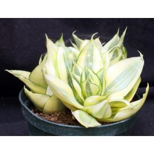 Sansevieria trifasciata var. hahnii cv Golden 6-inch pots