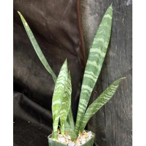 Sansevieria trifasciata cv Black Coral 5-inch pots