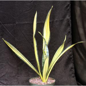 Sansevieria trifasciata cv Forescate 8-inch pots