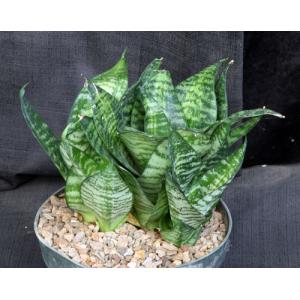 Sansevieria trifasciata var. hahnii cv Seibert Starburst 8-inch 