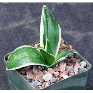 Sansevieria trifasciata var. hahnii cv Black Star 4-inch pots