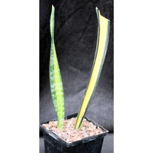 Sansevieria trifasciata var. laurentii cv \'Forescate\' 5-inch pot
