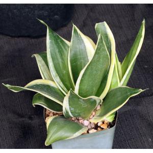 Sansevieria trifasciata var. hahnii cv Black Star 4-inch pots