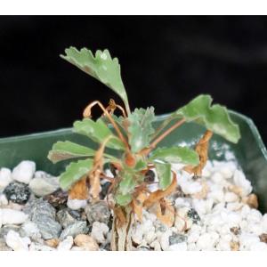 Sarcocaulon (Monsonia) crassicaule 4-inch pots