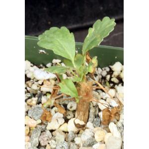 Sarcocaulon (Monsonia) crassicaule 4-inch pots