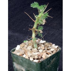Sarcocaulon (Monsonia) herrei 4-inch pots