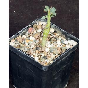 Sarcocaulon l\'heritieri (Monsonia spinosa) 4-inch pots