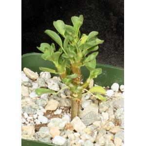 Sarcocaulon (Monsonia) vanderietiae 4-inch pots