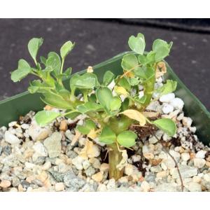 Sarcocaulon (Monsonia) vanderietiae 4-inch pots