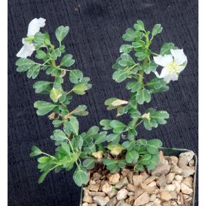 Sarcocaulon (Monsonia) vanderietiae 4-inch pots