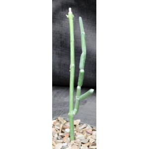 Sarcostemma socotranum 4-inch pots