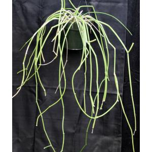 Sarcostemma viminale 10-inch pots