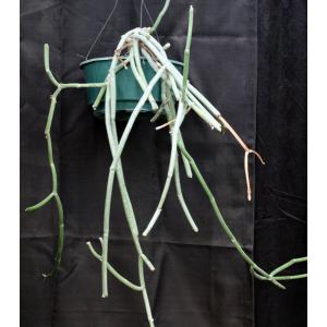 Sarcostemma viminale ssp. crassicaule (WY 1037) 10-inch pots