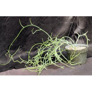 Sarcostemma socotranum 8-inch pots