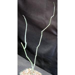 Sarcostemma socotranum 5-inch pots