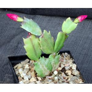 Schlumbergera hybrid (red) 5-inch pots
