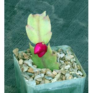Schlumbergera hybrid (red) 4-inch pots