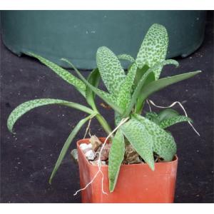 Scilla paucifolia 3-inch pots