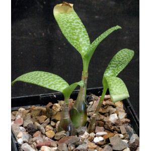 Scilla paucifolia 5-inch pots