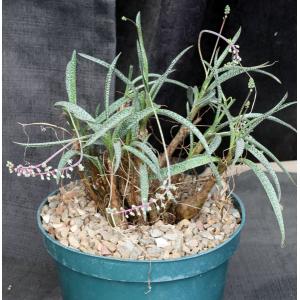 Scilla sp. aff violacea 8-inch pots