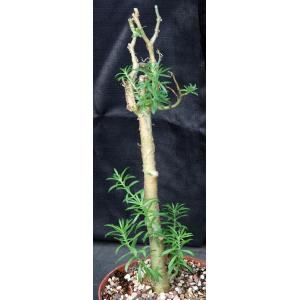 Sedum frutescens 8-inch pots