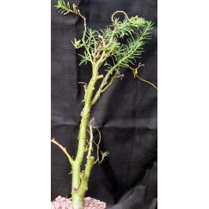 Sedum frutescens one-gallon pots