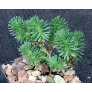 Sedum multiceps 2-inch pots