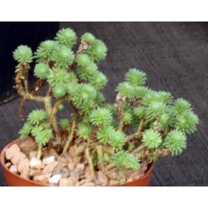 Sedum multiceps 4-inch pots