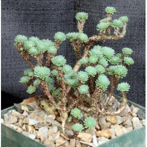 Sedum multiceps 5-inch pots