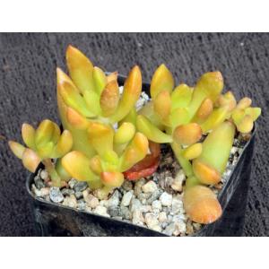 Sedum nussbaumerianum 2-inch pots