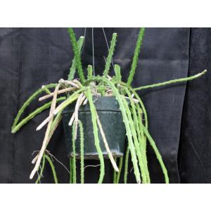 Selenicereus grandiflorus 10-inch pots
