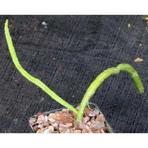 Selenicereus inermis 3-inch pots