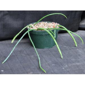 Selenicereus inermis 6-inch pots