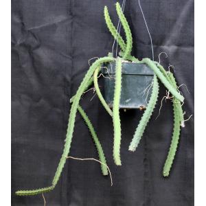 Selenicereus pterenthus 8-inch pots