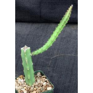 Selenicereus spinulosus 4-inch pots