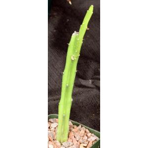 Selenicereus hamatus 4-inch pots