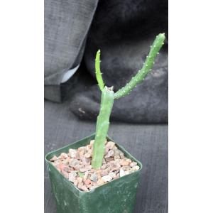 Selenicereus hamatus 4-inch pots