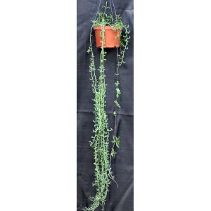 Senecio peregrinus 6-inch pots