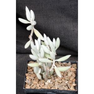 Senecio haworthii 5-inch pots
