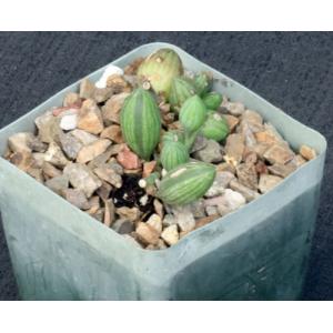 Senecio herreanus 4-inch pots