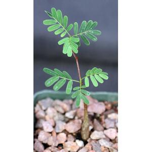 Senna meridionalis 4-inch pots