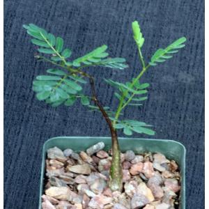 Senna meridionalis 4-inch pots