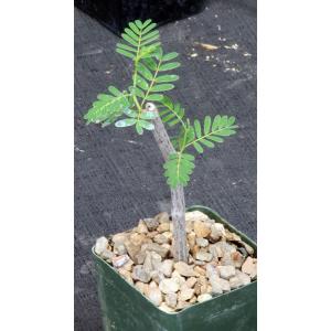 Senna meridionalis (cuttings) 4-inch pots